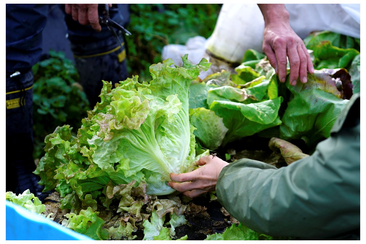 ãå
è¡äºçŽïŒ6æé
éãïŒãŠããšãããã°ããïŒåå€ã®ãªãŒã¬ããã¯éèã»ãããææ©éè6ïœ7çš®ååŸ