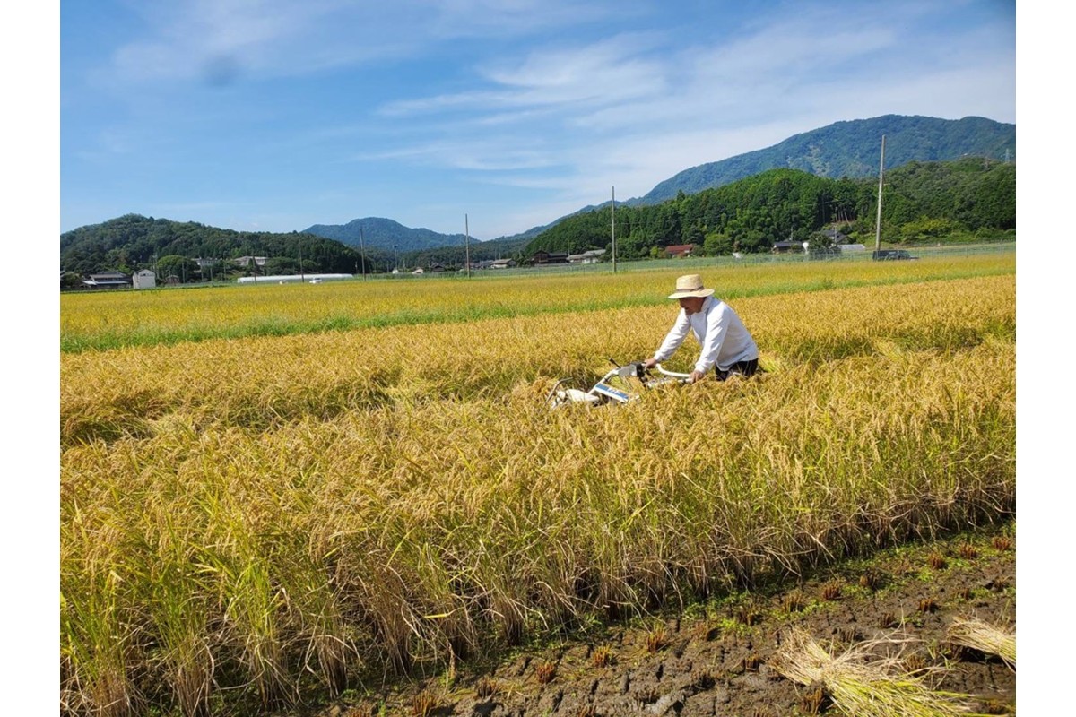 2025蟷エ逕」 莠ャ荳ケ蠕檎肇遞イ菴懃匱逾・縺ョ蝨ー繧ウ繧キ繝偵き繝ェ迚ケ蛻・譬ス蝓ケ邀ウ 譛医ョ霈ェ逕ー邀ウ 邊セ邀ウ10kgシ亥、ゥ譌・蟷イ縺暦シ