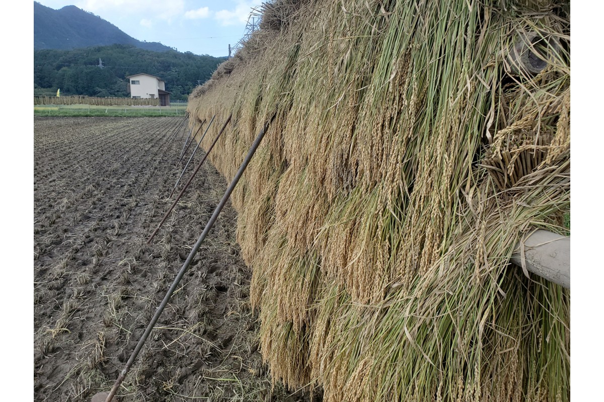 2025蟷エ逕」 莠ャ荳ケ蠕檎肇遞イ菴懃匱逾・縺ョ蝨ー繧ウ繧キ繝偵き繝ェ迚ケ蛻・譬ス蝓ケ邀ウ 譛医ョ霈ェ逕ー邀ウ 邊セ邀ウ10kgシ亥、ゥ譌・蟷イ縺暦シ
