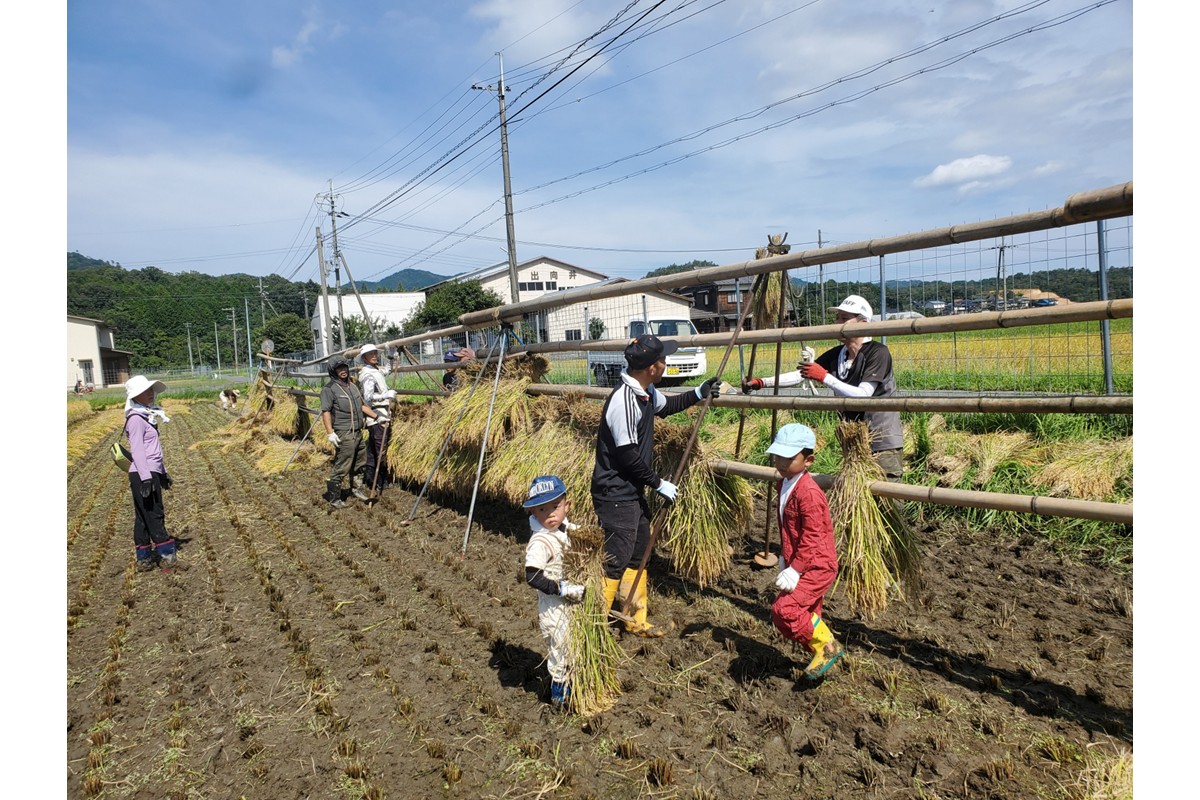 2025蟷エ逕」 莠ャ荳ケ蠕檎肇遞イ菴懃匱逾・縺ョ蝨ー繧ウ繧キ繝偵き繝ェ迚ケ蛻・譬ス蝓ケ邀ウ 譛医ョ霈ェ逕ー邀ウ 邊セ邀ウ10kgシ亥、ゥ譌・蟷イ縺暦シ