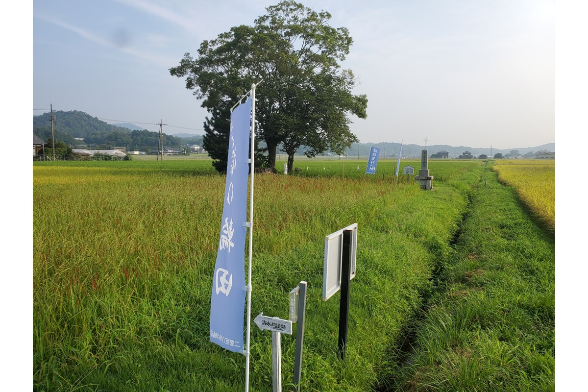2025蟷エ逕」 莠ャ荳ケ蠕檎肇遞イ菴懃匱逾・縺ョ蝨ー繧ウ繧キ繝偵き繝ェ迚ケ蛻・譬ス蝓ケ邀ウ 譛医ョ霈ェ逕ー邀ウ 邊セ邀ウ10kgシ亥、ゥ譌・蟷イ縺暦シ