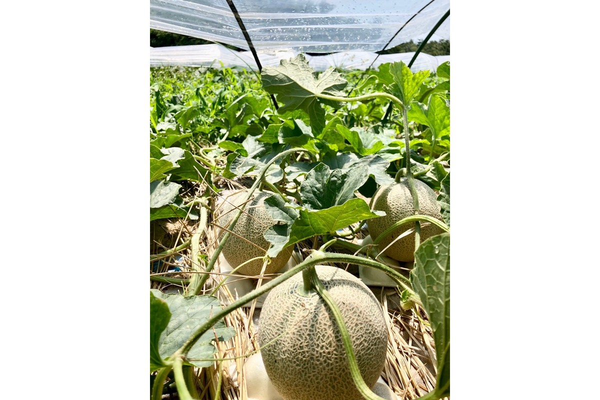 【先行予約】京丹後・俵野産 砂丘メロン 2L以上 1玉（2026年7月下旬～発送）