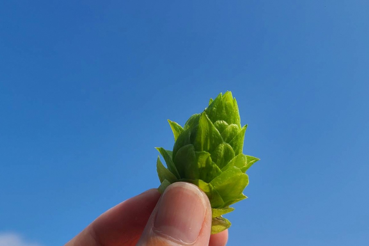 クラフトビール　TK100-Fresh HOP MEISTER [Green]　京丹後産ホップ使用　6缶セット クラフトビール 数量限定 350ml 6種 セット 冷蔵 お酒 酒 プレゼント ギフト 贈答 贈り物 ドイツビール 地ビールセット ペアリング くらふとびーる クラフトびーる 送料無料