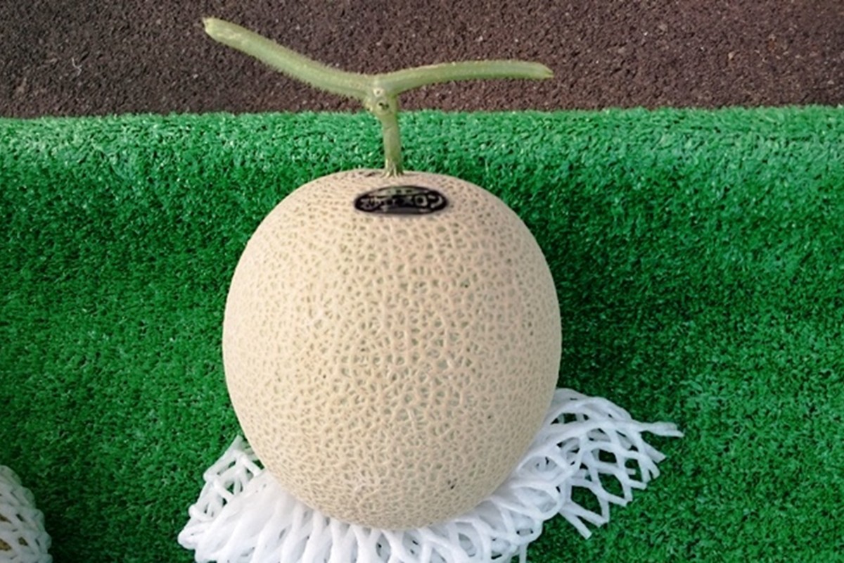 【先行予約】京都丹後久美浜産　砂丘メロン【オトメの祈り】　2Lサイズ／1玉入（2026年7月中旬～発送）