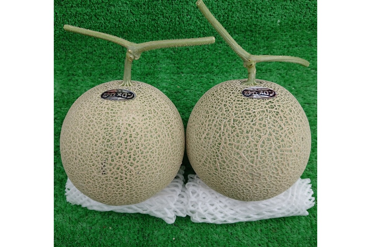 【先行予約】京都丹後久美浜産　砂丘メロン【オトメの祈り】　2Lサイズ／2玉入（2026年中旬～発送）