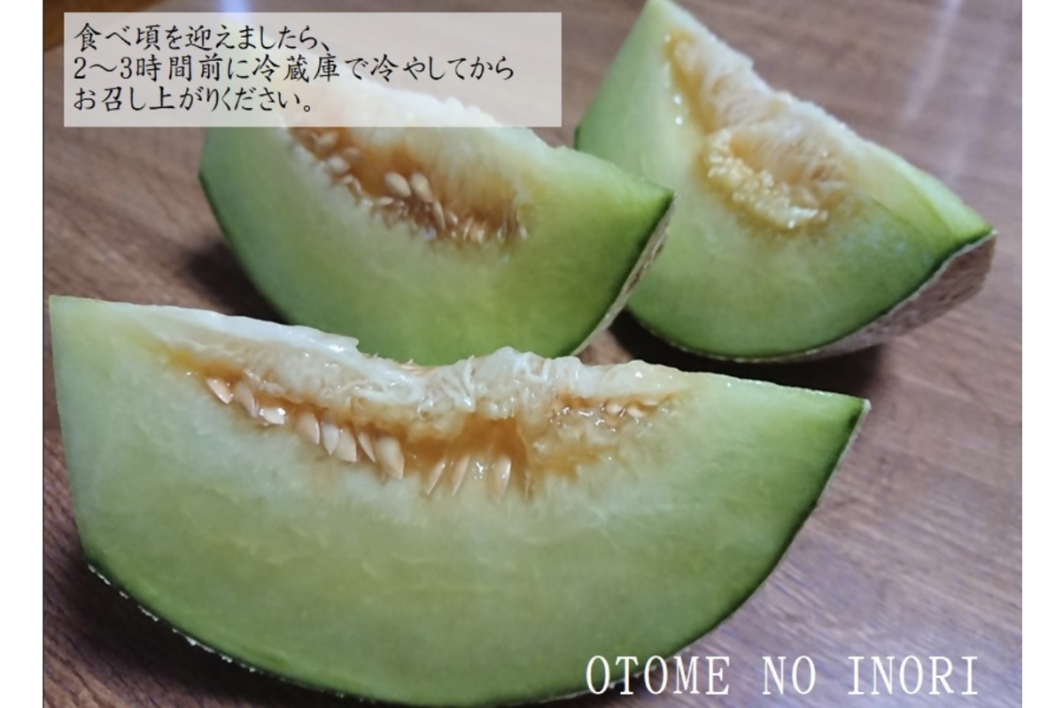 【先行予約】京都丹後久美浜産　砂丘メロン【オトメの祈り】　2Lサイズ／2玉入（2026年中旬～発送）