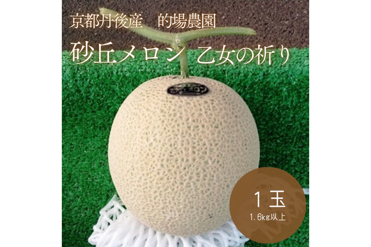 【先行予約】京都丹後久美浜産　砂丘メロン【オトメの祈り】　2Lサイズ／1玉入（2026年7月中旬～発送）