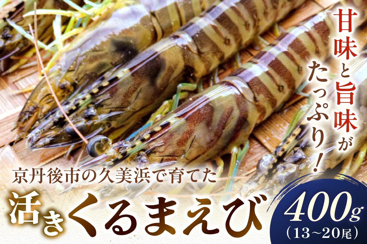 丹後の活きくるまえび 400g（13～20尾）
