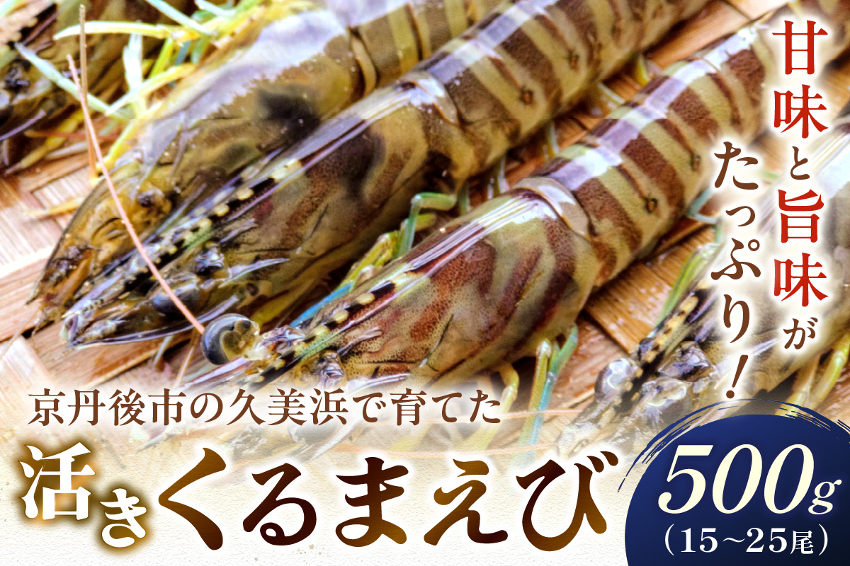 丹後の活きくるまえび 500g（15～25尾）