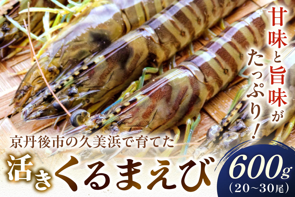 丹後の活きくるまえび 600g（20～30尾）