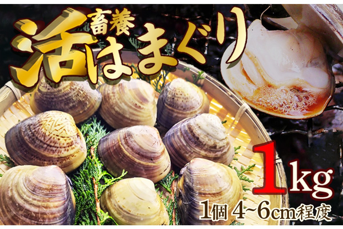 畜養活はまぐり 1kg