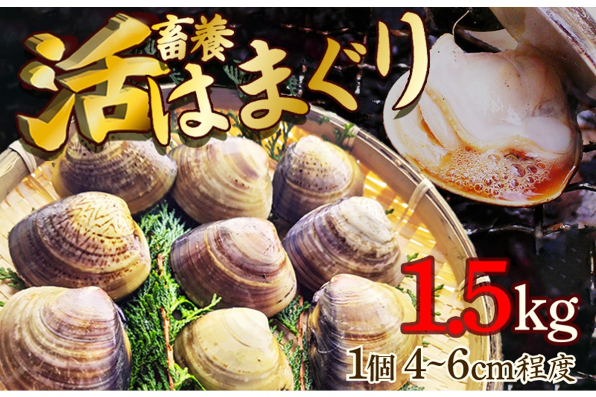 畜養活はまぐり 1.5kg