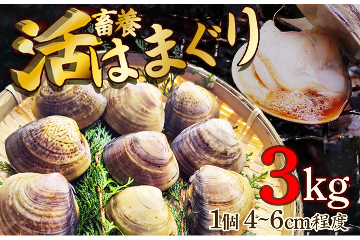 畜養活はまぐり 3kg