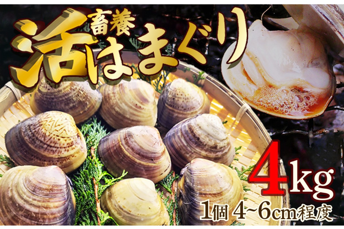 畜養活はまぐり 4kg