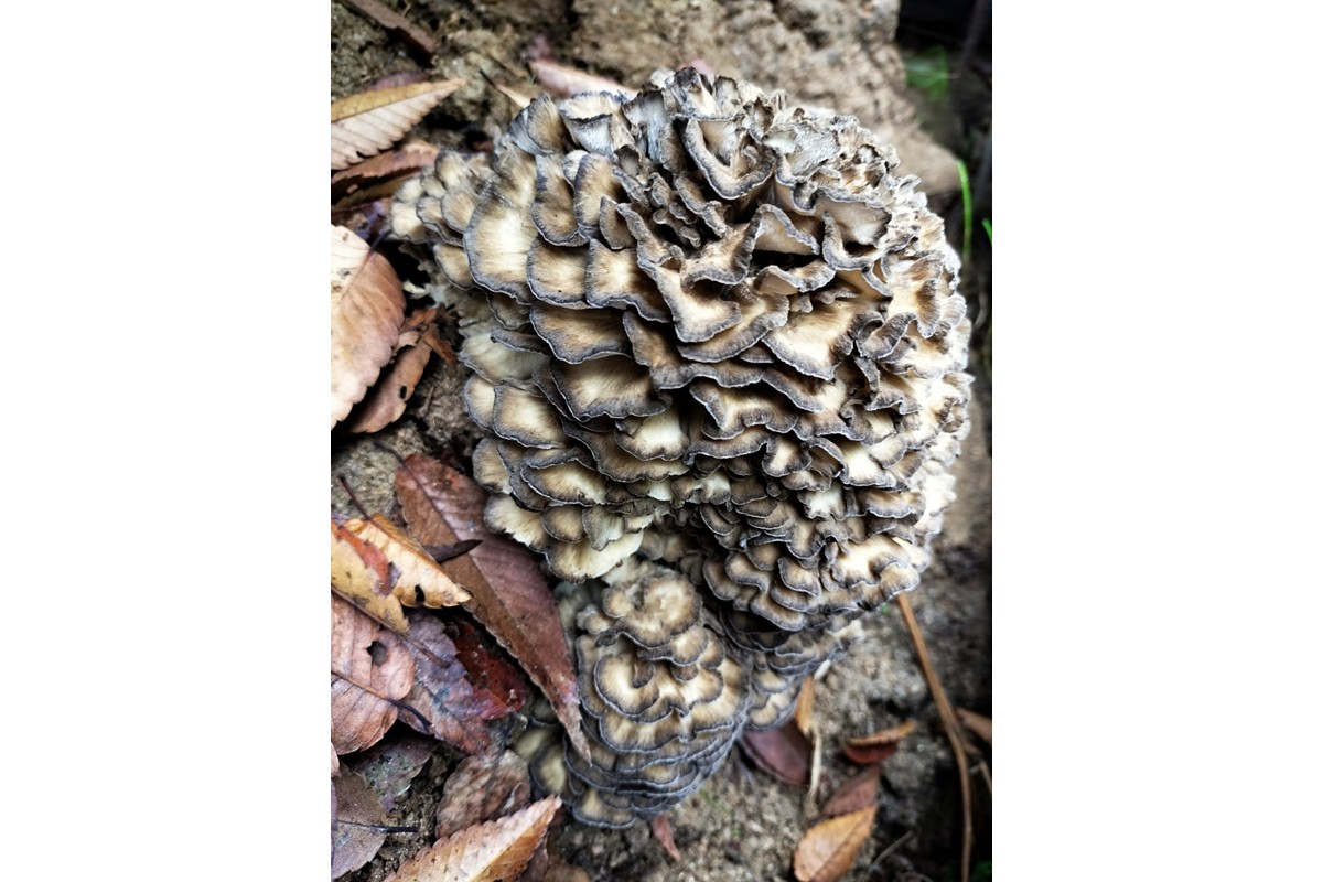 京丹後市産　原木マイタケほだ木　派生品セット(3袋)