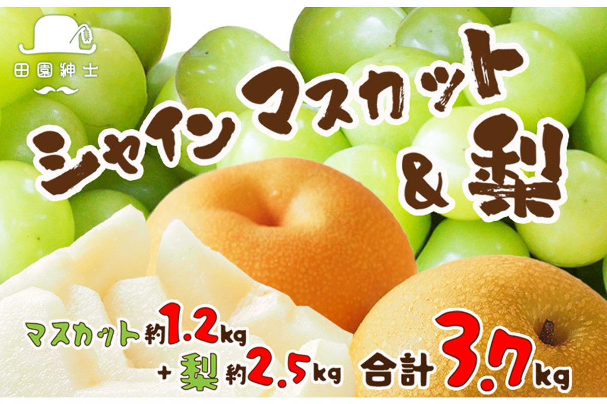 田園紳士厳選 シャインマスカット・梨セット