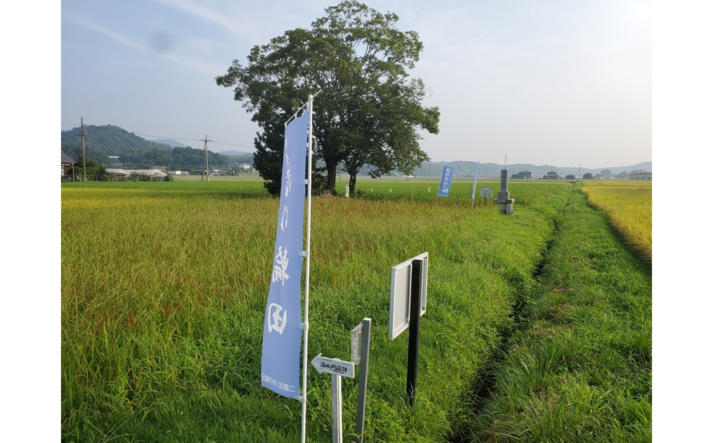 稲作発祥の地。未来へつなぐ「月の輪田・清水戸」の保全と魅力発信に関する活動支援 1口 100,000円【返礼品なし】 京都府 京丹後市 地域応援 地域支援 活動応援 活動支援 京都 丹後 返礼品なし