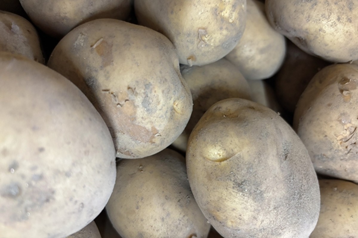 自然栽培じゃがいも 2.5kg 京都・京丹後産 自然栽培 旬野菜　じゃがいも 芋 いも 野菜 やさい 根菜 旬 京都 京丹後 自然栽培 農薬不使用