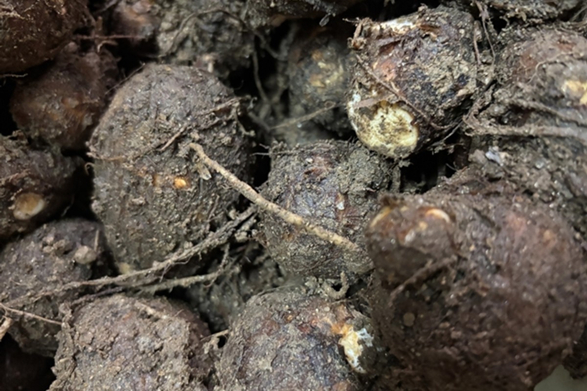 自然栽培さといも「大野芋」2kg 京都・京丹後産 自然栽培 旬野菜　さといも 里芋 サトイモ 芋 いも 野菜 やさい 根菜 旬 京都 京丹後 自然栽培 農薬不使用