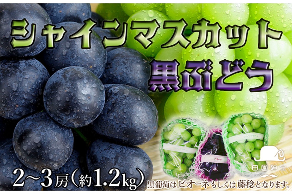 田園紳士厳選 シャインマスカット・黒葡萄セット