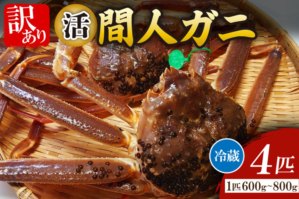 間人漁港仲買人の丸友鮮魚三代目・自慢の間人ガニ【活】生・訳アリ・間人ガニ（ズワイガニ　松葉ガニ）[600~800g×4匹]