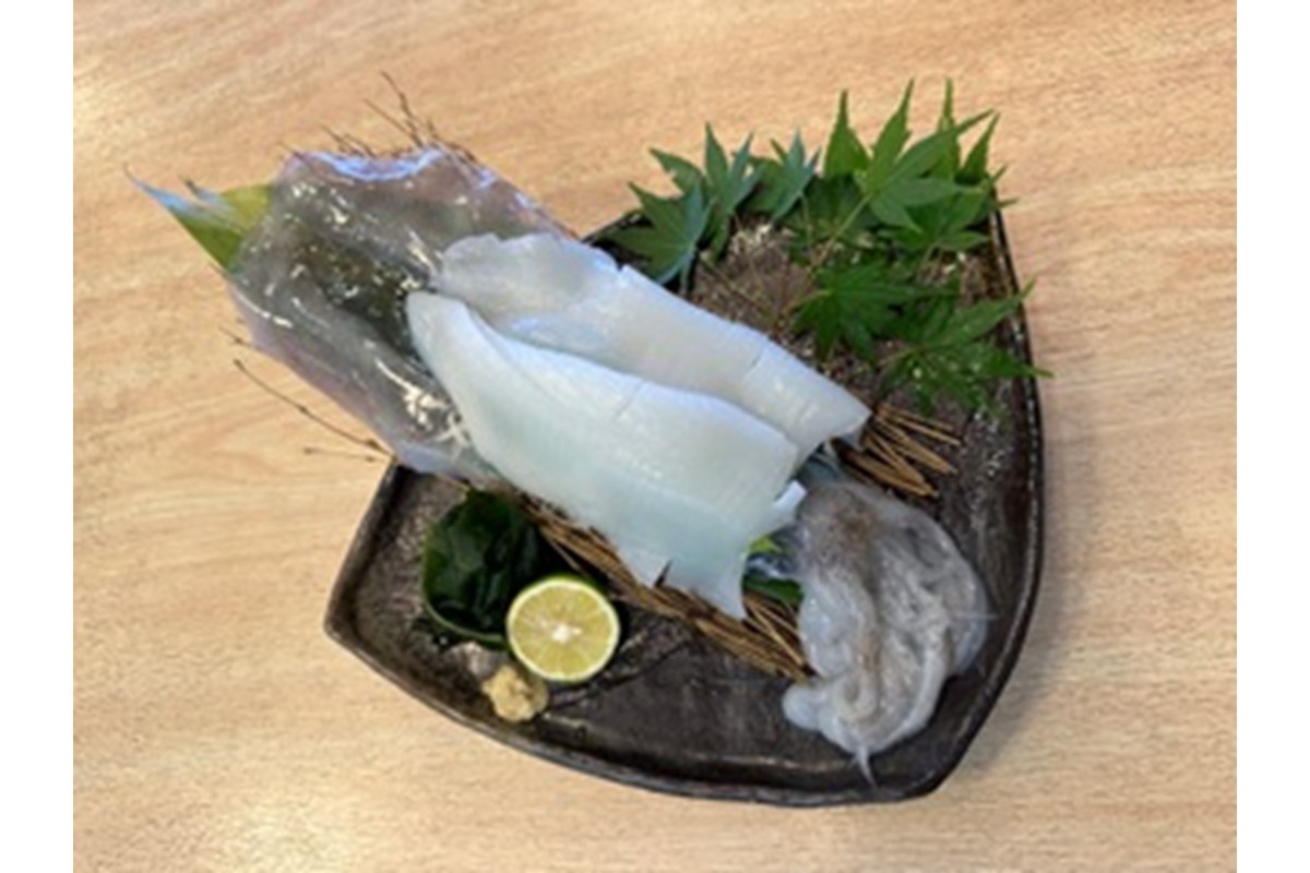 京都・久美浜産 アオリイカの姿造り