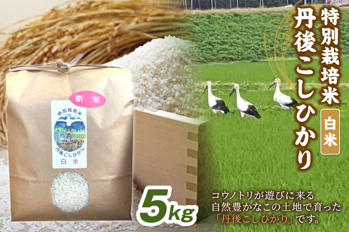 令和7年産　丹後こしひかり　白米5kg【特別栽培米】新米  米 ブランド米 精米 特別栽培 白米 特別栽培米 令和7年産 ふるさと納税 こしひかり