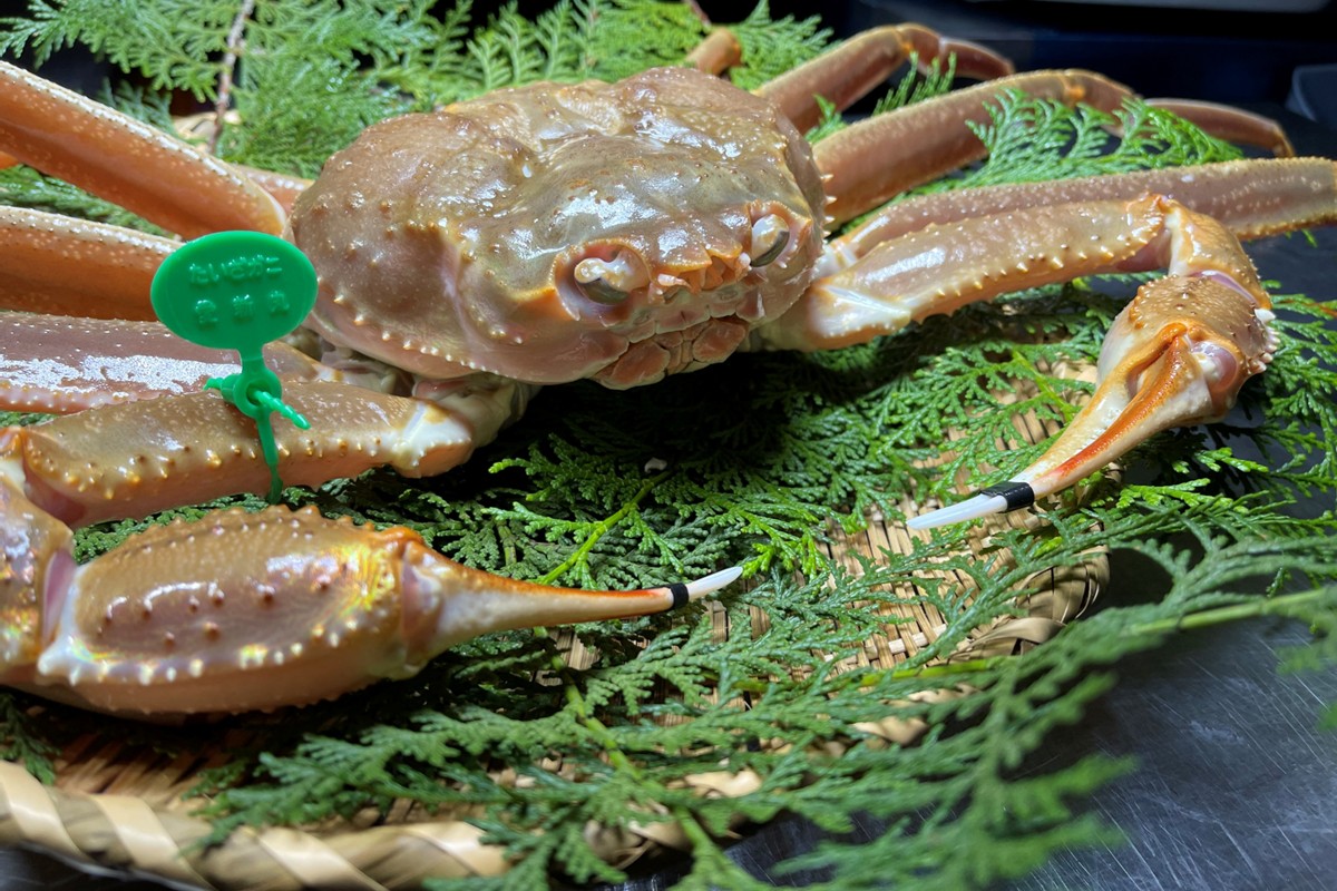 間人漁港仲買人の丸友鮮魚三代目・自慢の間人ガニ【冷凍】生・訳アリ（ズワイガニ）[真空調理済み]