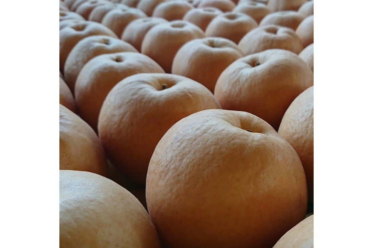 ãå
è¡äºçŽïŒæ°ééå®100ãèš³ãã æ°è梚ã5kgïŒ2026幎10æäžæ¬ïœçºéïŒ