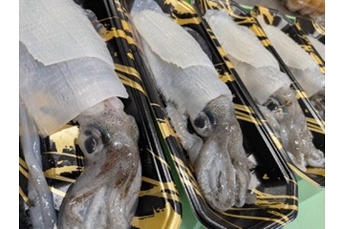 京都・久美浜産 アオリイカの姿造り