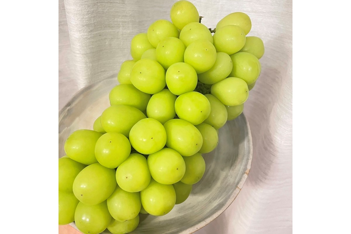 【先行予約／数量限定100】訳ありシャインマスカット 1.6kg以上（2～3房入り）（2026年9月上旬～発送）