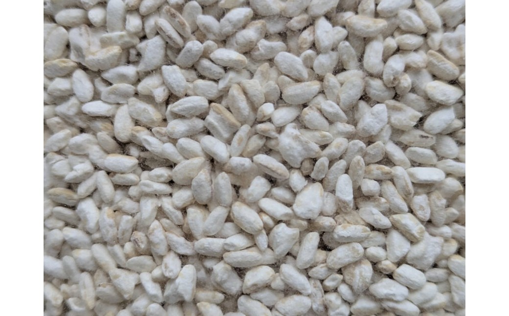 玄米乾燥麹 300g ふるさと納税 玄米 米麹 米 麹 発酵食品