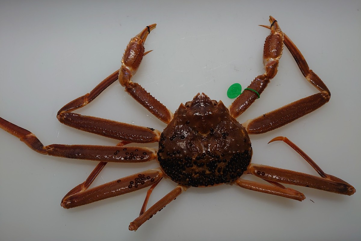 間人漁港仲買人の丸友鮮魚三代目・自慢の間人ガニ【活】生・訳アリ・間人ガニ（ズワイガニ　松葉ガニ）[400~600g×4匹]