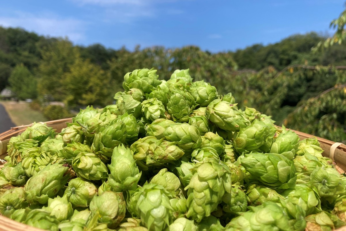 クラフトビール　TK100-Fresh HOP MEISTER [Green]　京丹後産ホップ使用　6缶セット クラフトビール 数量限定 350ml 6種 セット 冷蔵 お酒 酒 プレゼント ギフト 贈答 贈り物 ドイツビール 地ビールセット ペアリング くらふとびーる クラフトびーる 送料無料