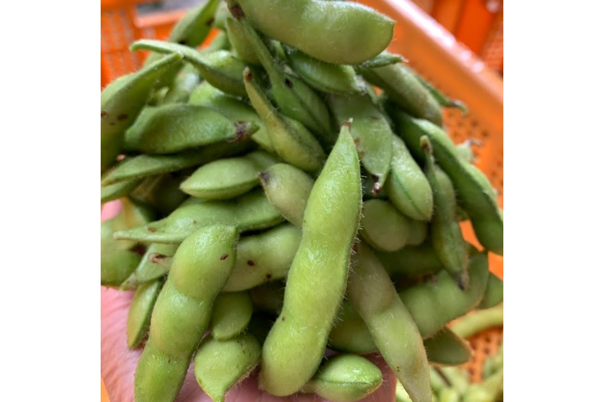【先行予約／数量限定40】朝採り枝豆（湯上り娘）500g（250g×2パック）（栽培期間中農薬・化学肥料・除草剤不使用）（2026年7月上旬～発送）