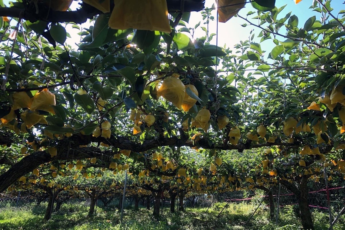 【先行予約／数量限定50】【訳あり】20世紀梨 優品 3kg（7～12玉入り）（2026年9月上旬～発送） なし 二十世紀梨 ふるさと 納税 梨 ふるさと 納税 20世紀梨