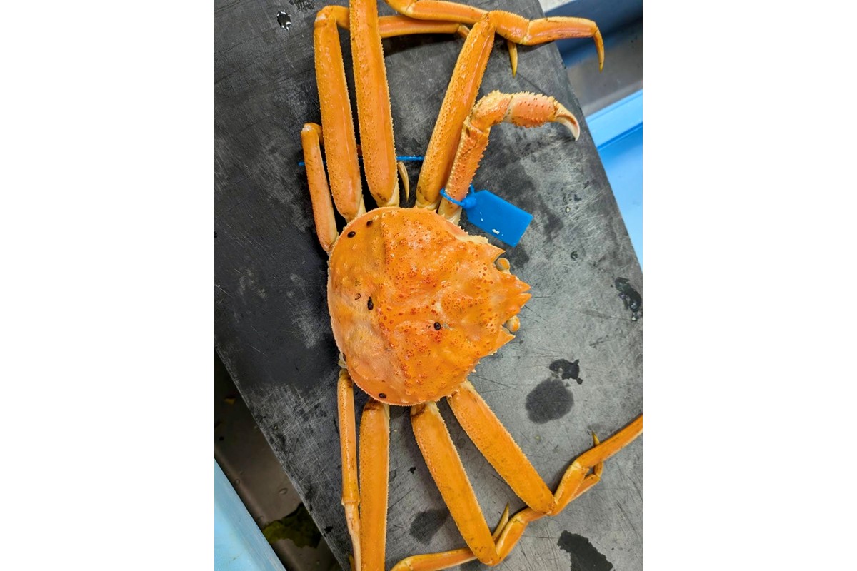 板前仕立て 松葉蟹の甲羅盛り 2個