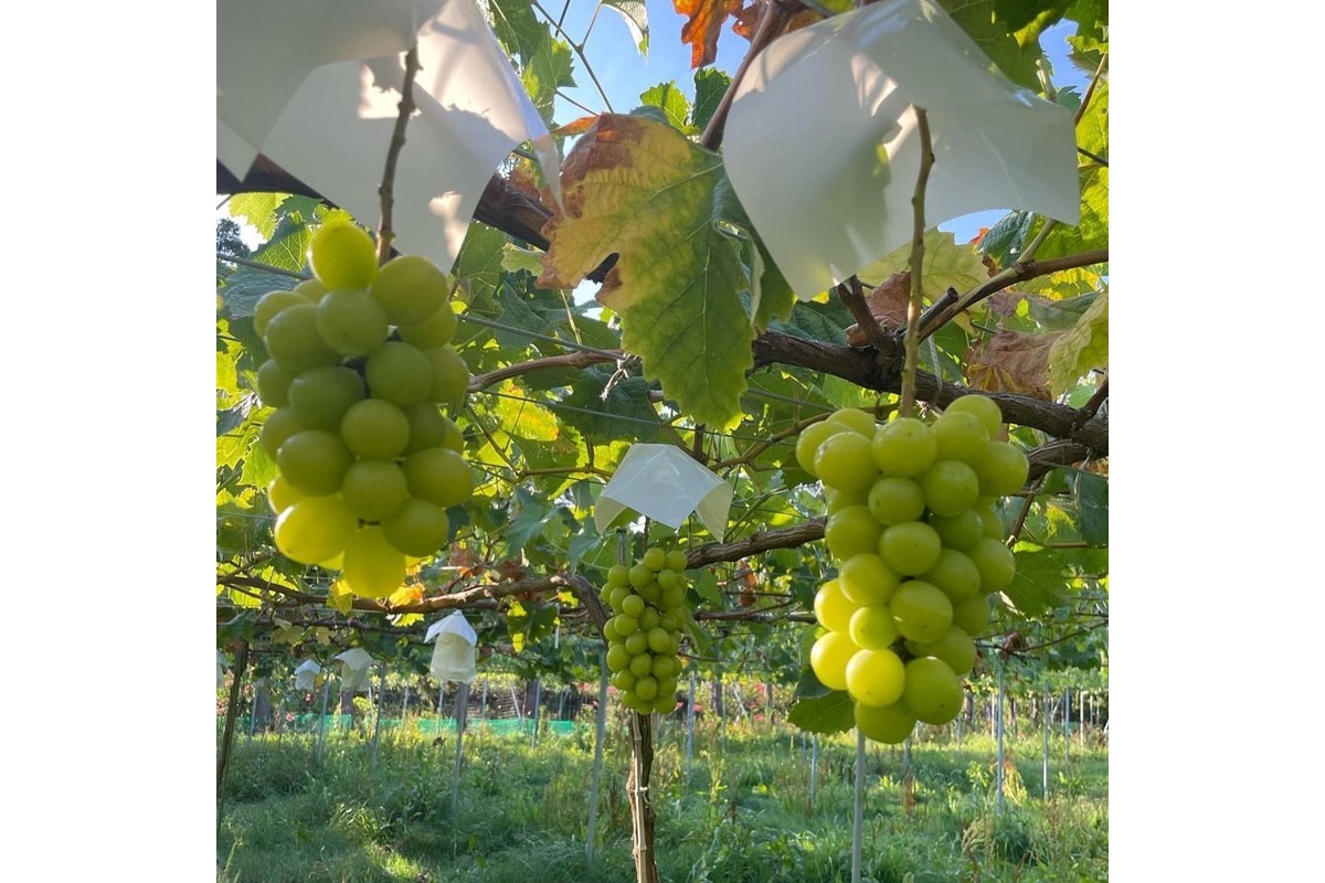 【先行予約／数量限定100】訳ありシャインマスカット 1.6kg以上（2～3房入り）（2026年9月上旬～発送）