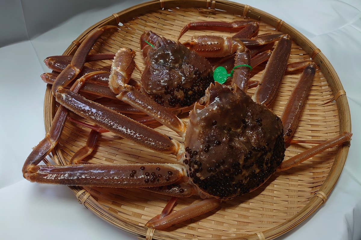 間人漁港仲買人の丸友鮮魚三代目・自慢の間人ガニ【活】生・訳アリ・間人ガニ（ズワイガニ　松葉ガニ）[400~600g×4匹]