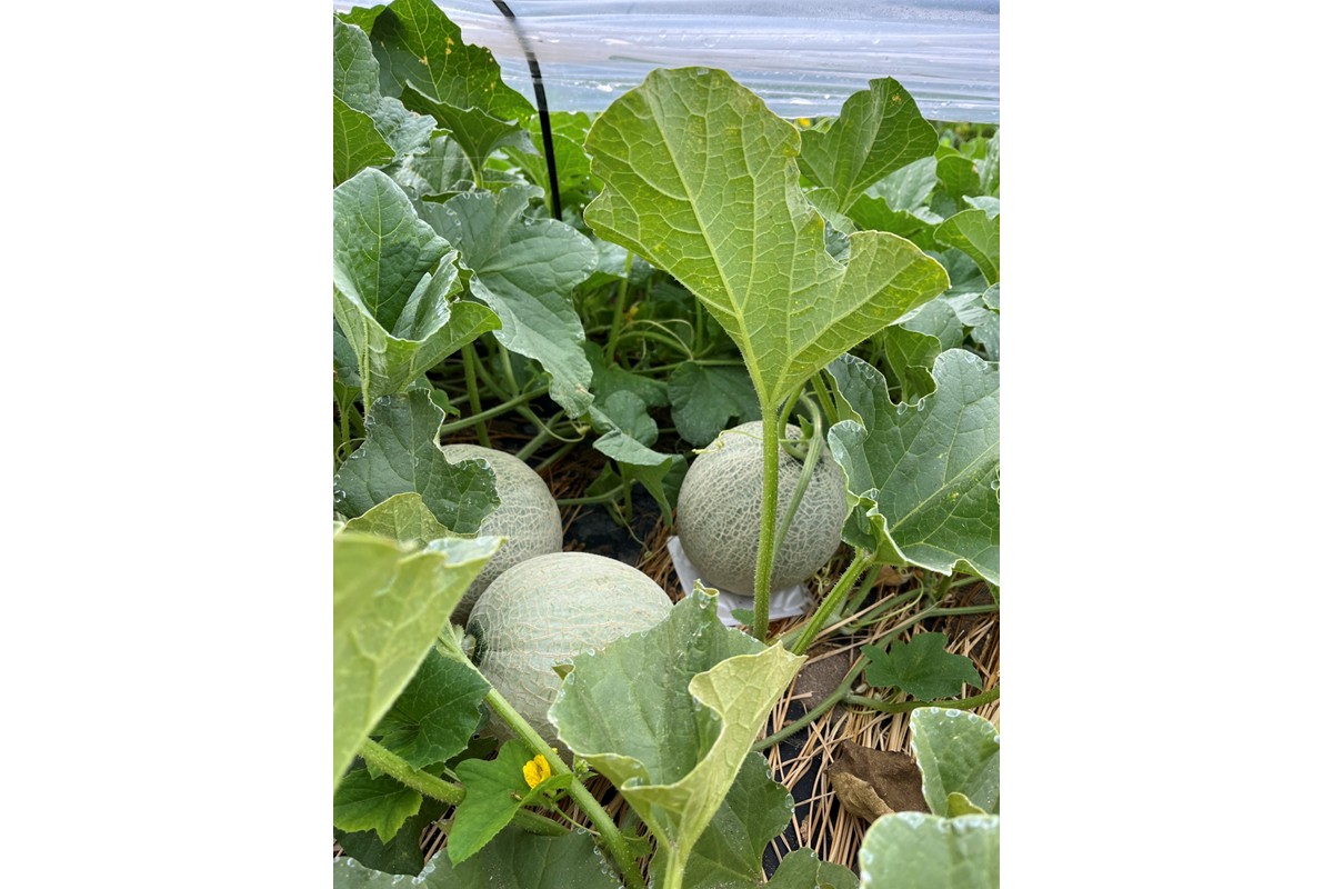 ãå
è¡äºçŽãå¹»ã®ã¡ãã³ æ°è³é² 2çïŒ2026幎7æäžæ¬ïœçºéïŒ