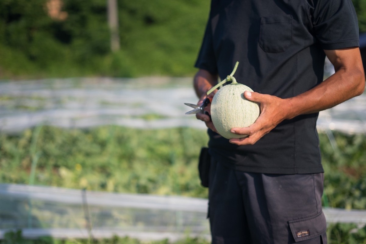 ãå
è¡äºçŽãå¹»ã®ã¡ãã³ æ°è³é² 2çïŒ2026幎7æäžæ¬ïœçºéïŒ