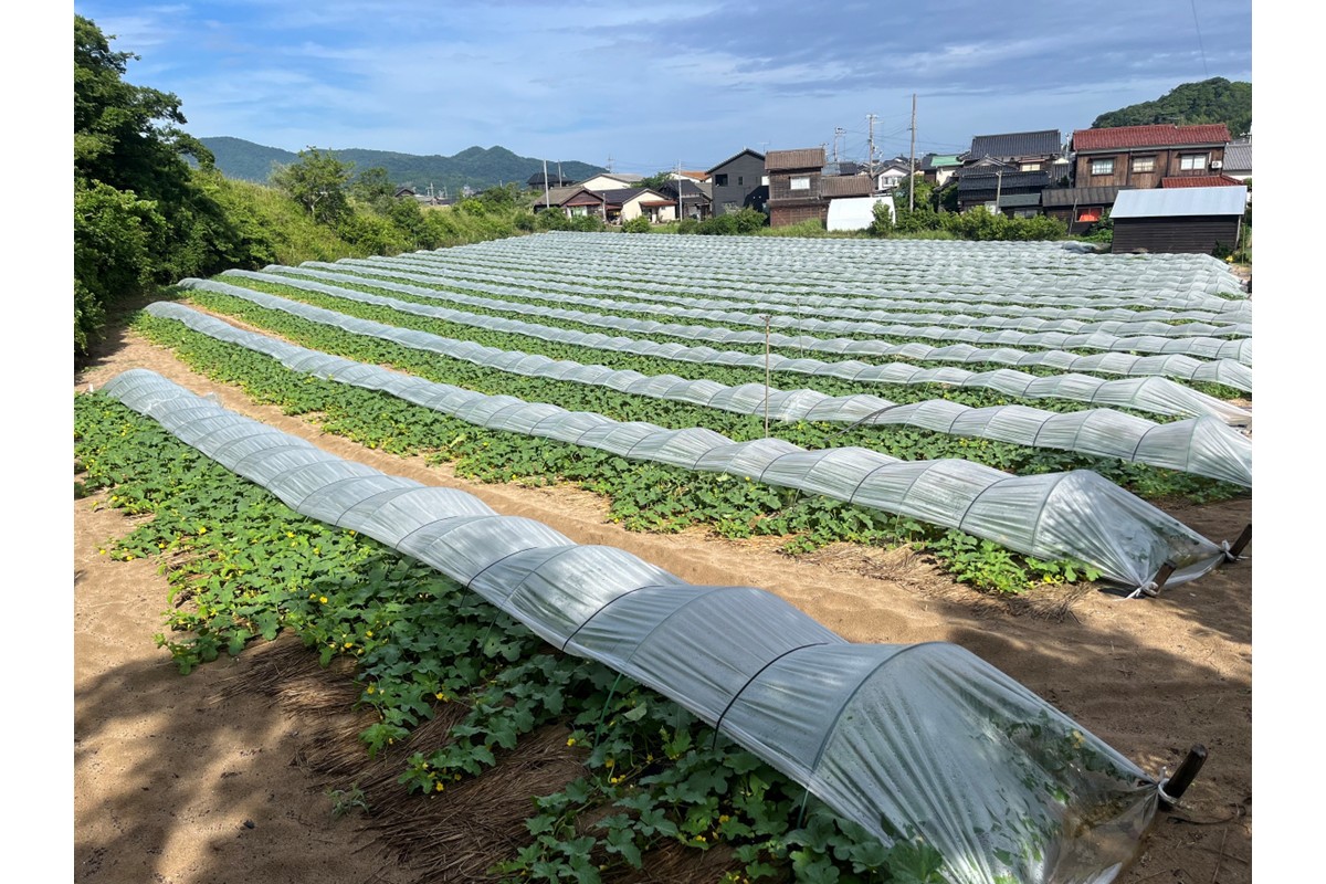 ãå
è¡äºçŽãå¹»ã®ã¡ãã³ æ°è³é² 2çïŒ2026幎7æäžæ¬ïœçºéïŒ