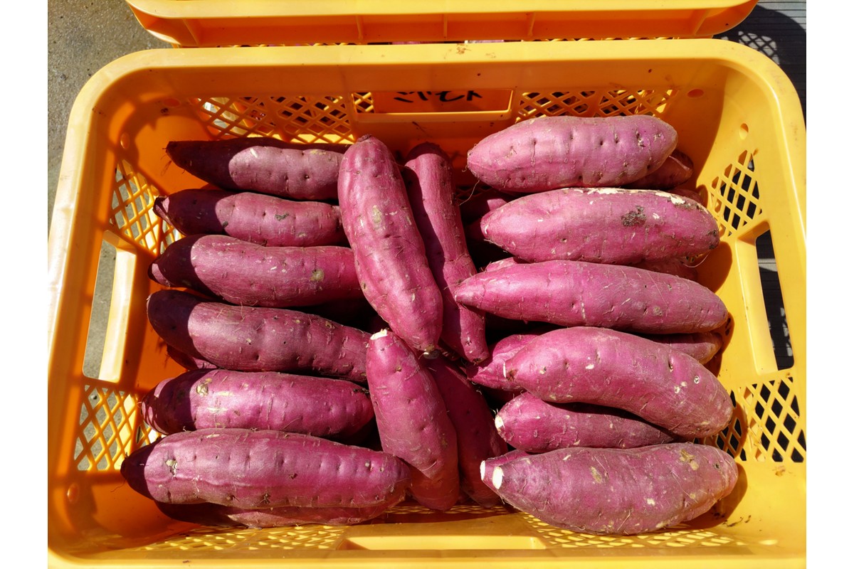 紅はるかの干し芋（京都産） 2袋入　国産 紅はるか 和菓子 さつまいも ほしいも ふるさと納税 干し芋