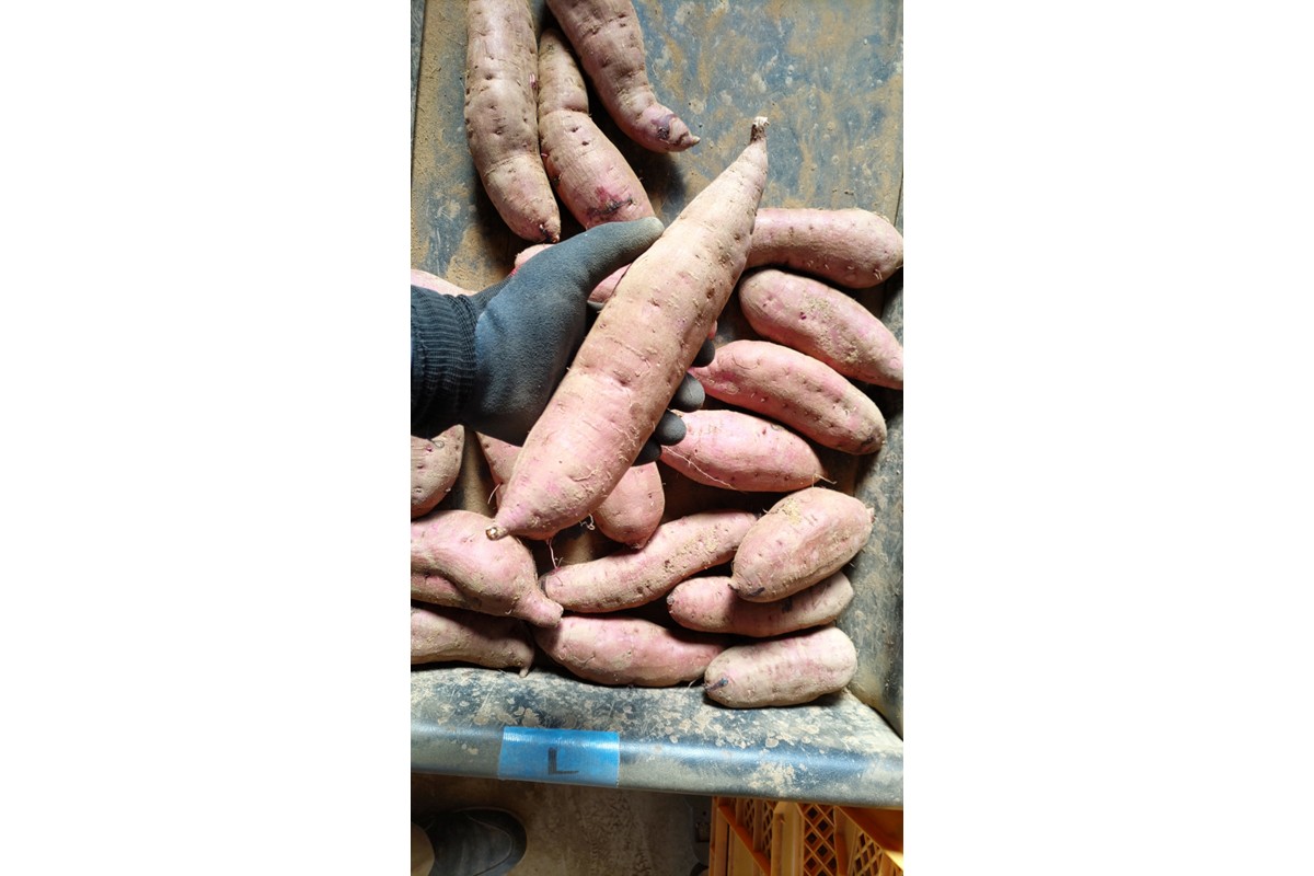 紅はるかの干し芋（京都産） 2袋入　国産 紅はるか 和菓子 さつまいも ほしいも ふるさと納税 干し芋