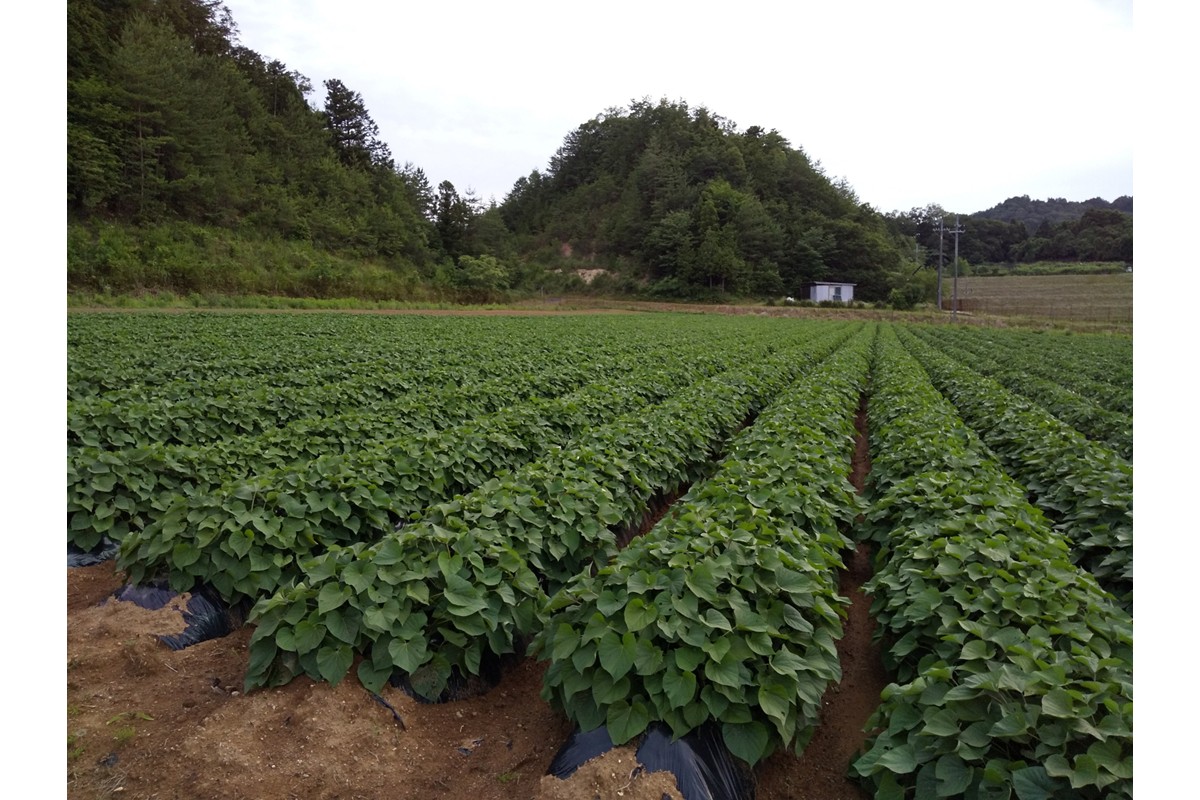 紅はるかの干し芋（京都産） 2袋入　国産 紅はるか 和菓子 さつまいも ほしいも ふるさと納税 干し芋