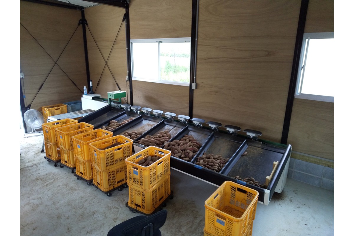 紅はるかの干し芋（京都産） 2袋入　国産 紅はるか 和菓子 さつまいも ほしいも ふるさと納税 干し芋