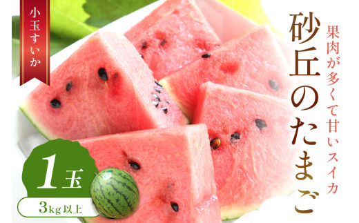 【先行予約／数量限定100】砂丘のたまご（小玉スイカ） 1玉（2026年6月中旬～発送）