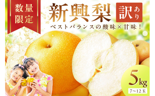 【先行予約／数量限定700】新興梨（訳あり） 5kg （7～12玉）（2026年9月下旬～発送）