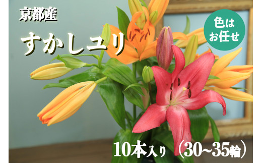 京丹後すかしユリ　色お任せ10本（30～35輪）（2026年9月下旬～発送）　NG00013