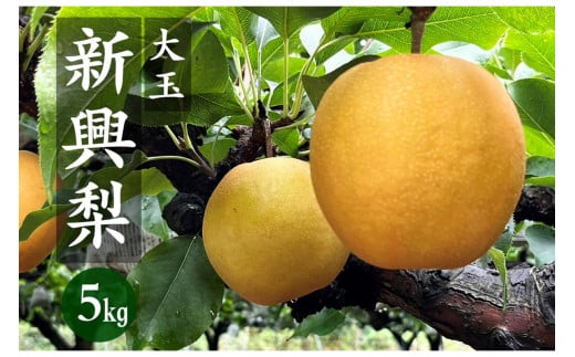 【先行予約／数量限定80】京丹後産 新興梨 大玉 5kg（6～10玉入り）（2026年10月上旬～発送）